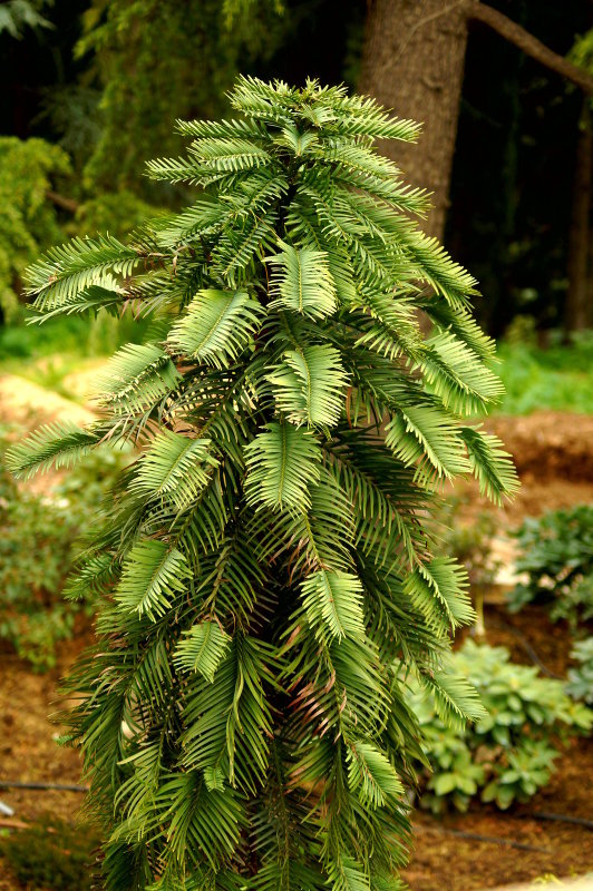 Image of Wollemia nobilis specimen.