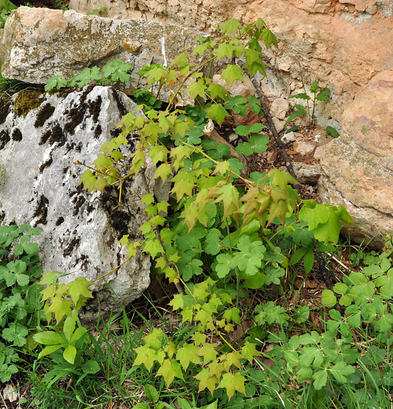 Image of Acer cappadocicum specimen.