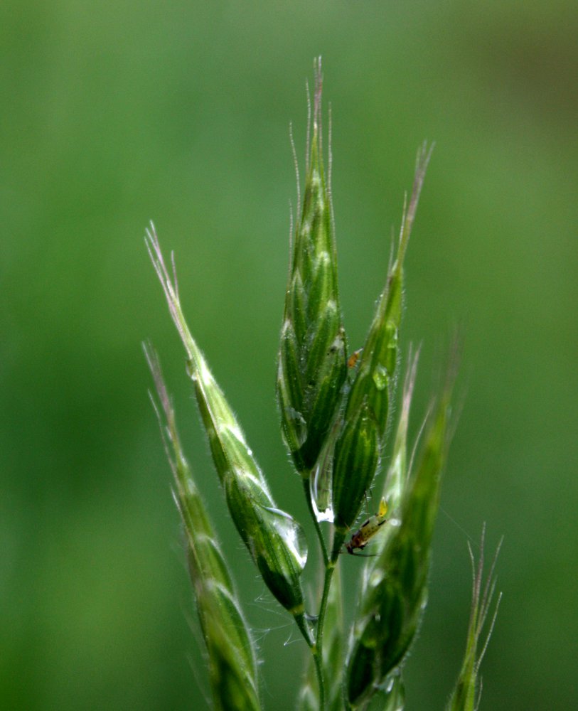 Image of Bromus hordeaceus specimen.