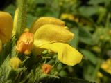 Phlomis viscosa. Цветок. Израиль, Верхняя Галилея, гора Мерон. 10.05.2014.