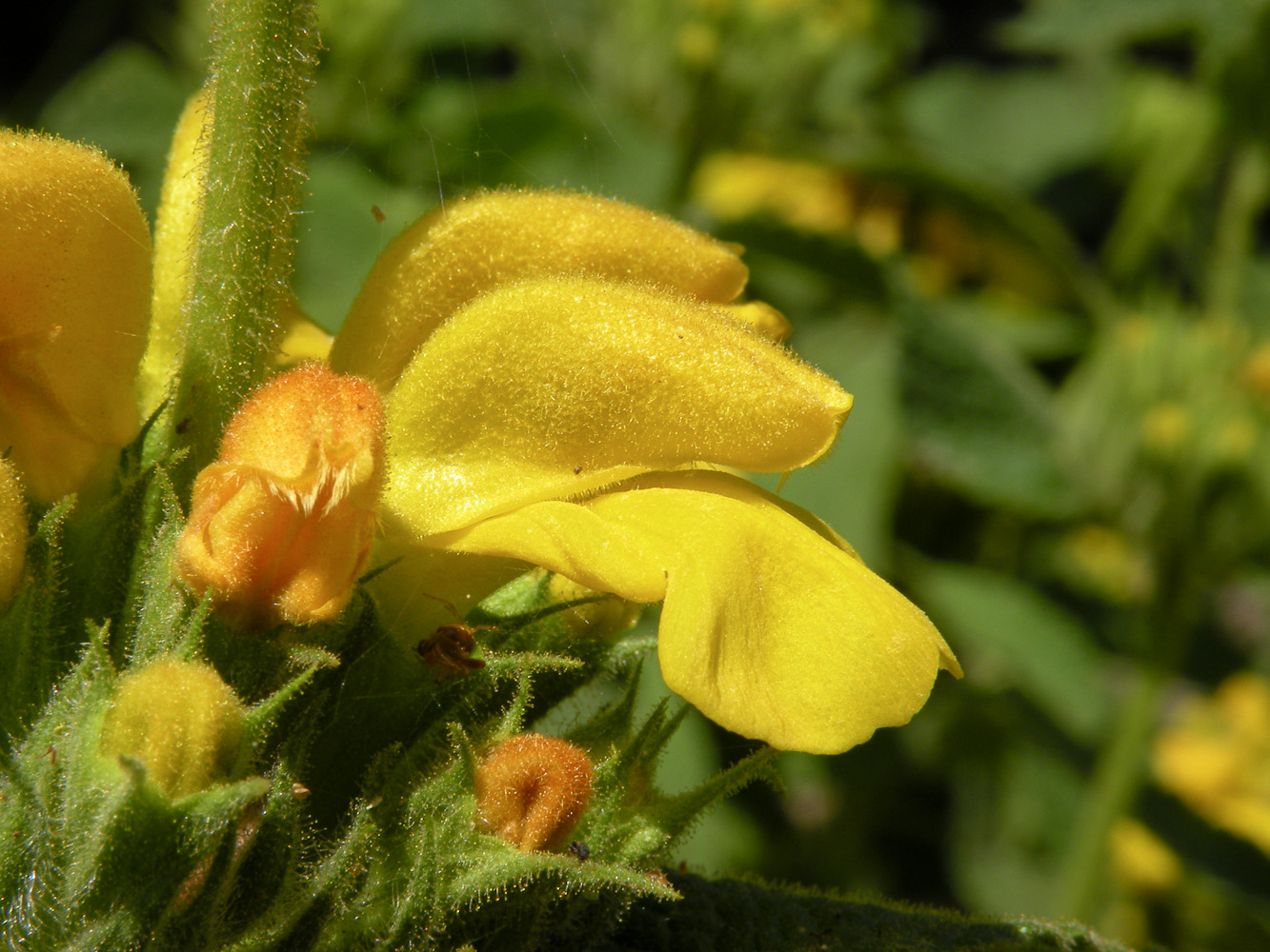 Image of Phlomis viscosa specimen.