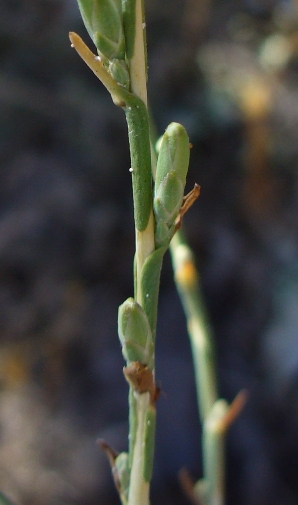 Image of Scariola viminea specimen.