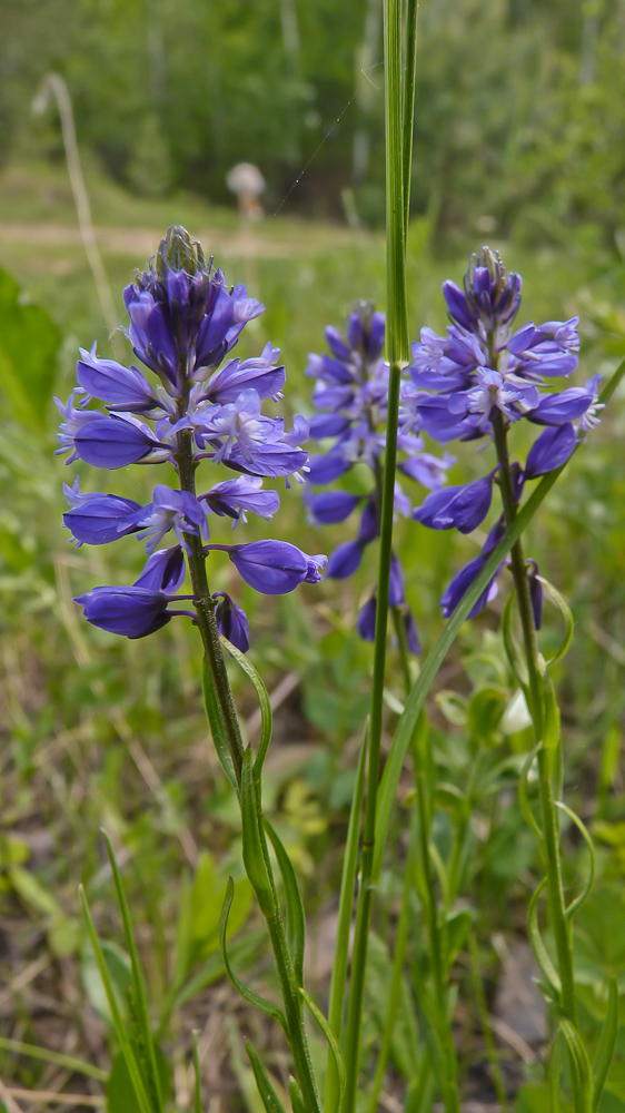 Изображение особи Polygala hybrida.