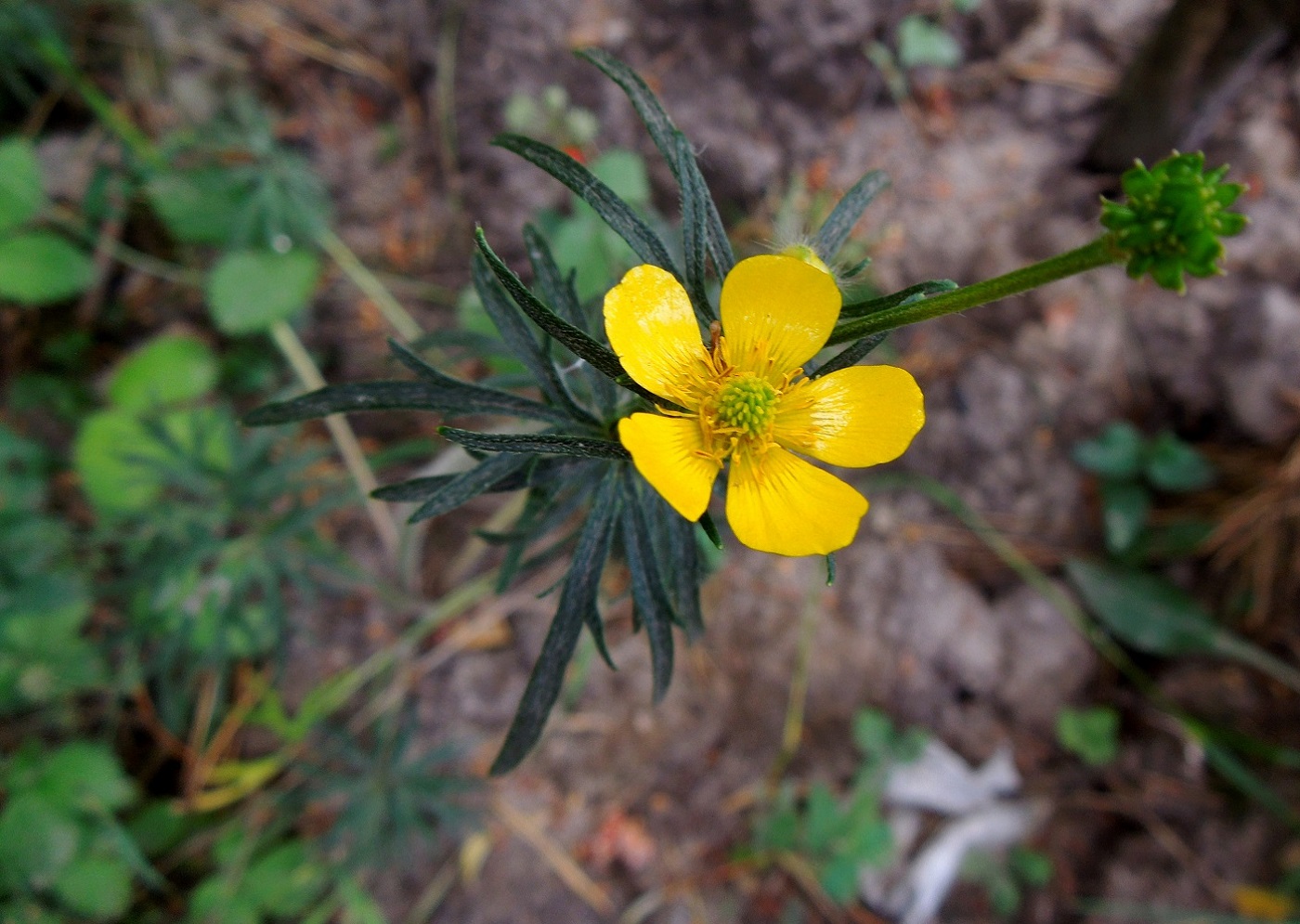 Image of Ranunculus polyanthemos specimen.