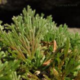 Selaginella tamariscina. Растение на скальном обнажении. Приморский край, Уссурийский р-н, окр. с. Монакино. 10.05.2014.