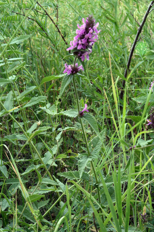 Image of Betonica betoniciflora specimen.