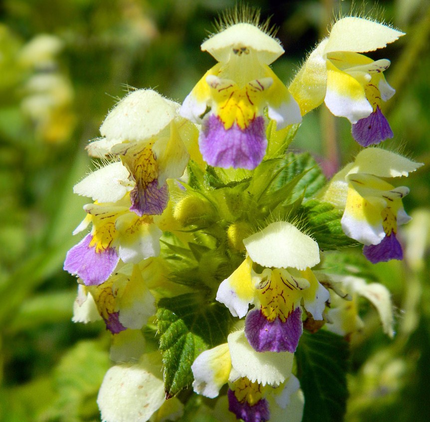 Image of Galeopsis speciosa specimen.