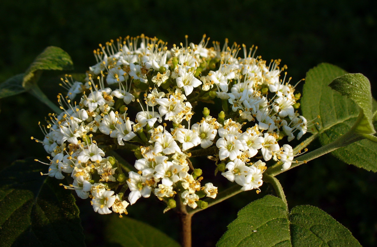 Изображение особи Viburnum lantana.