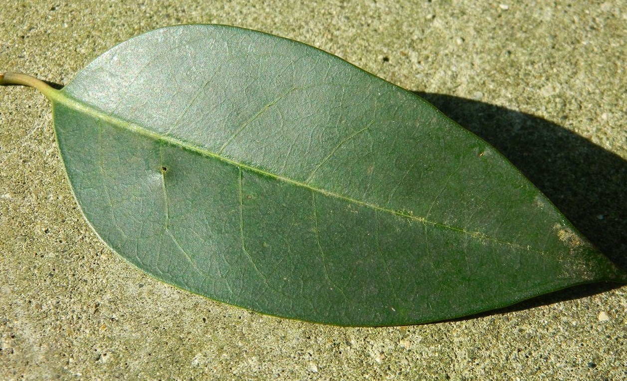 Image of Ligustrum lucidum specimen.