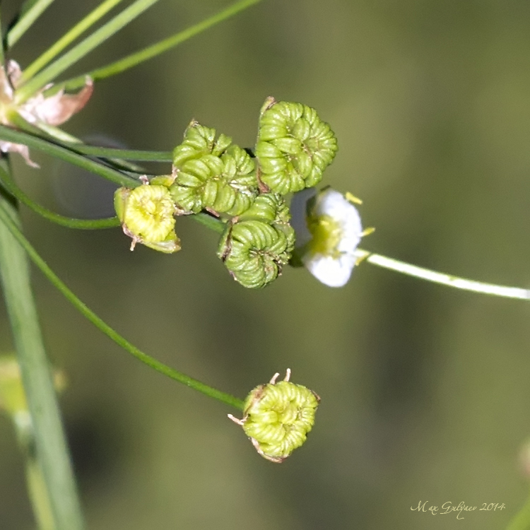 Image of Alisma plantago-aquatica specimen.