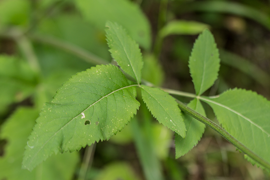 Image of Cephalaria calcarea specimen.