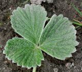 Смотреть изображение Potentilla megalantha