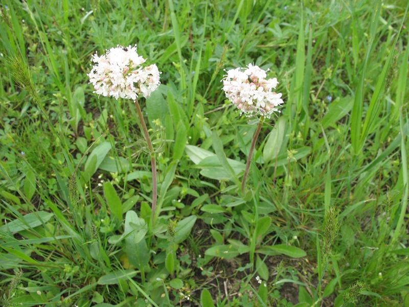 Image of Valeriana tuberosa specimen.