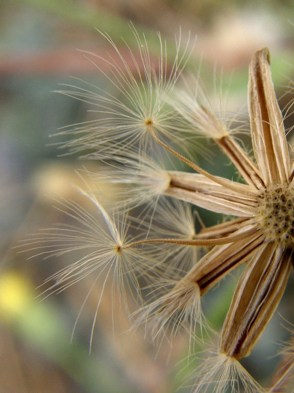 Image of Crepis rhoeadifolia specimen.