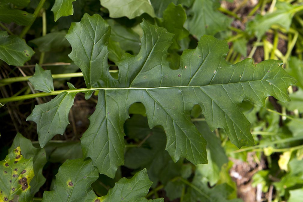 Изображение особи Acanthus mollis.