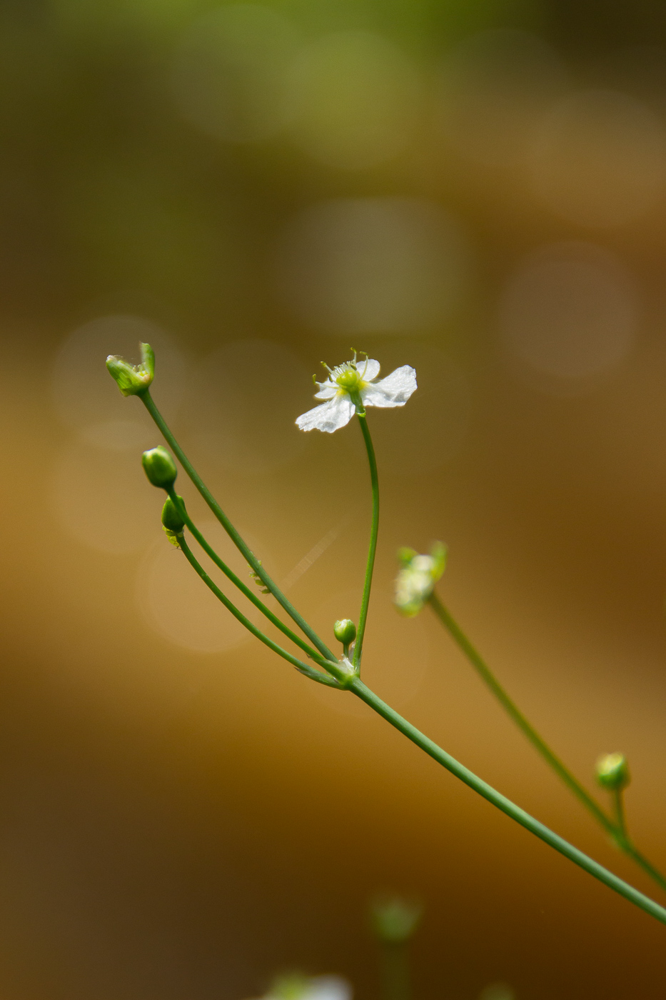 Изображение особи Alisma plantago-aquatica.