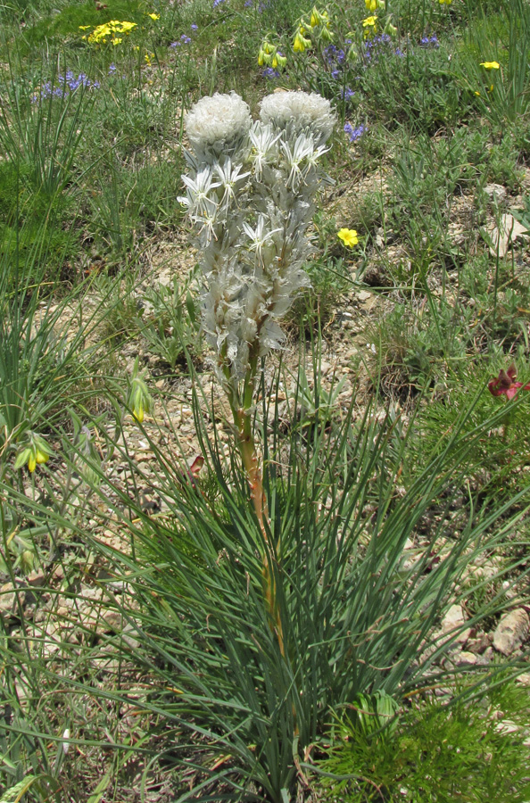 Изображение особи Asphodeline taurica.