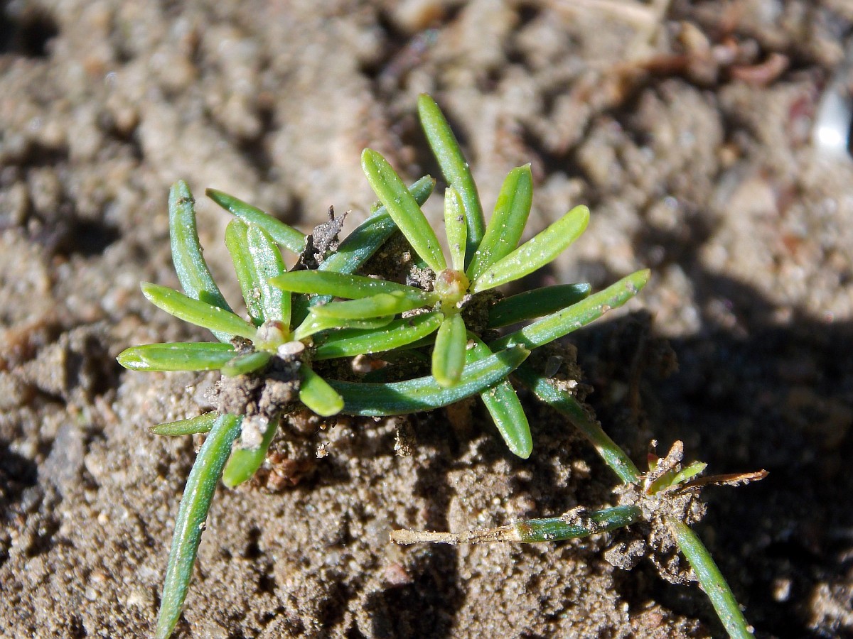 Image of Abies fabri specimen.