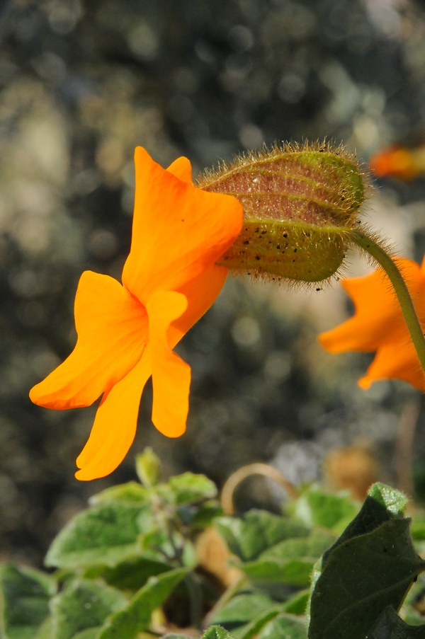 Image of Thunbergia gregorii specimen.