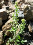 Alyssum variety desertorum