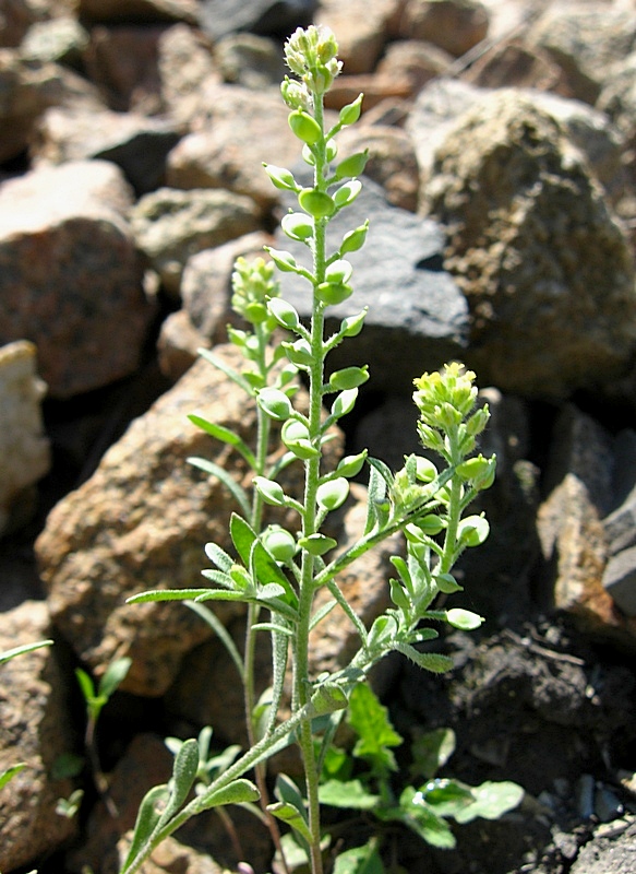 Изображение особи Alyssum turkestanicum var. desertorum.