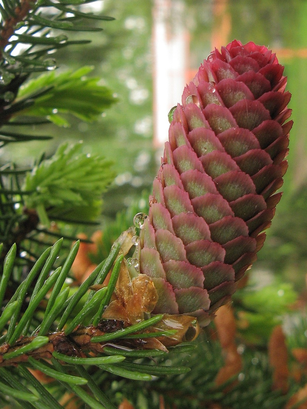 Image of Picea abies specimen.