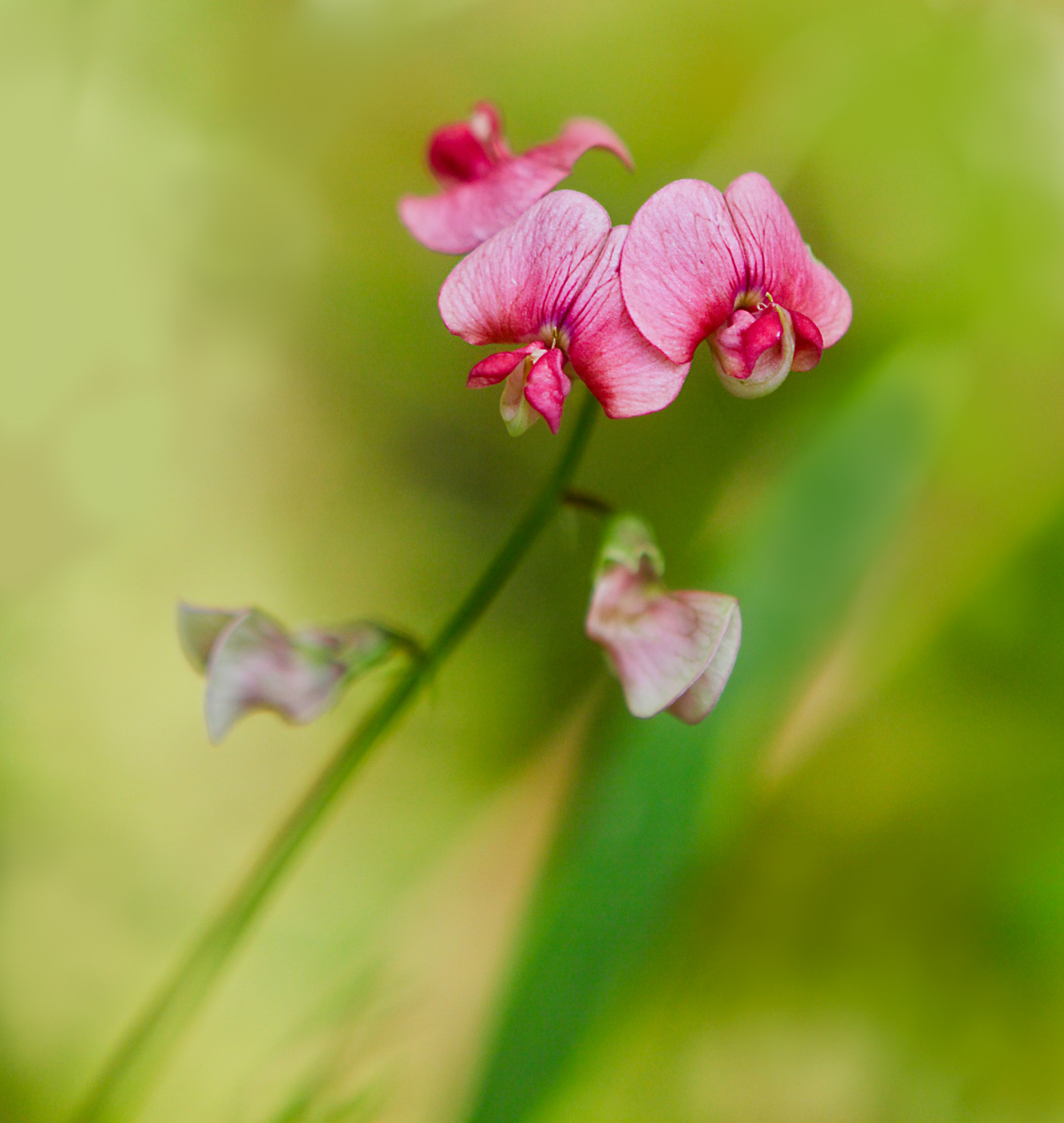 Изображение особи Lathyrus sylvestris.