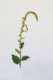 Verbascum nigrum. Верхушка цветущего растения. Пригород Кишинёва. 18 июля 2009 г.