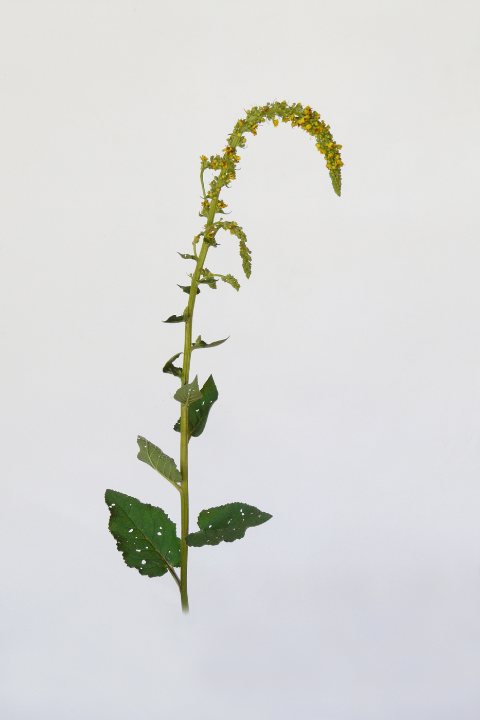 Image of Verbascum nigrum specimen.