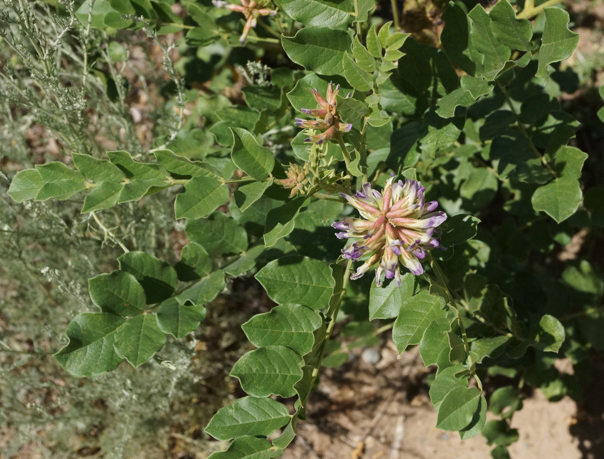 Изображение особи Glycyrrhiza soongorica.