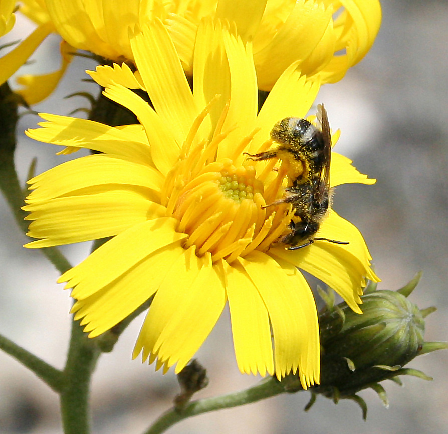 Изображение особи Hieracium umbellatum.