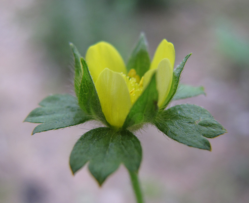 Изображение особи Duchesnea indica.