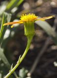 Senecio leucanthemifolius. Верхушка побега с соцветием. Греция, Эгейское море, север о-ва Парос, национальный парк Св. Яниса Детис Колимбифрес; скалистый берег моря. 14.01.2016.