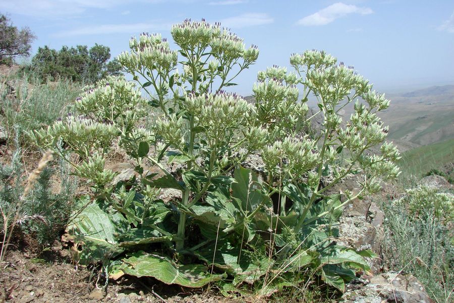 Image of Anura pallidivirens specimen.