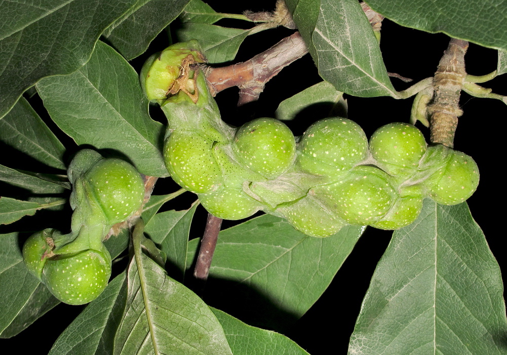 Image of Magnolia kobus specimen.