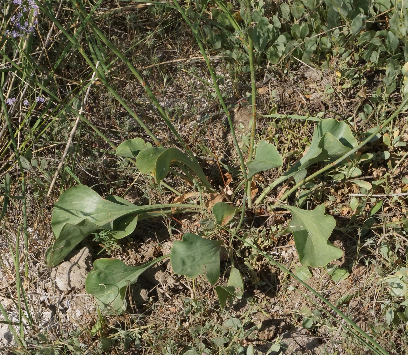 Изображение особи Limonium myrianthum.