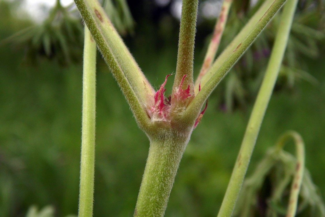 Изображение особи Geranium dissectum.