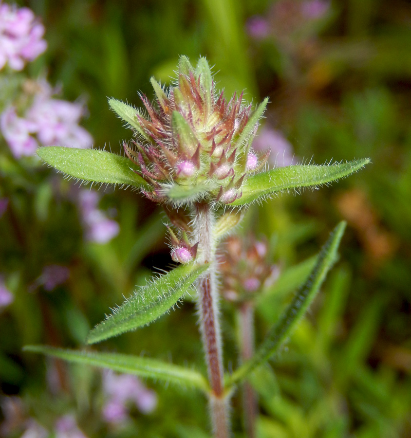 Image of Thymus markhotensis specimen.