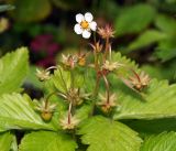 Fragaria vesca