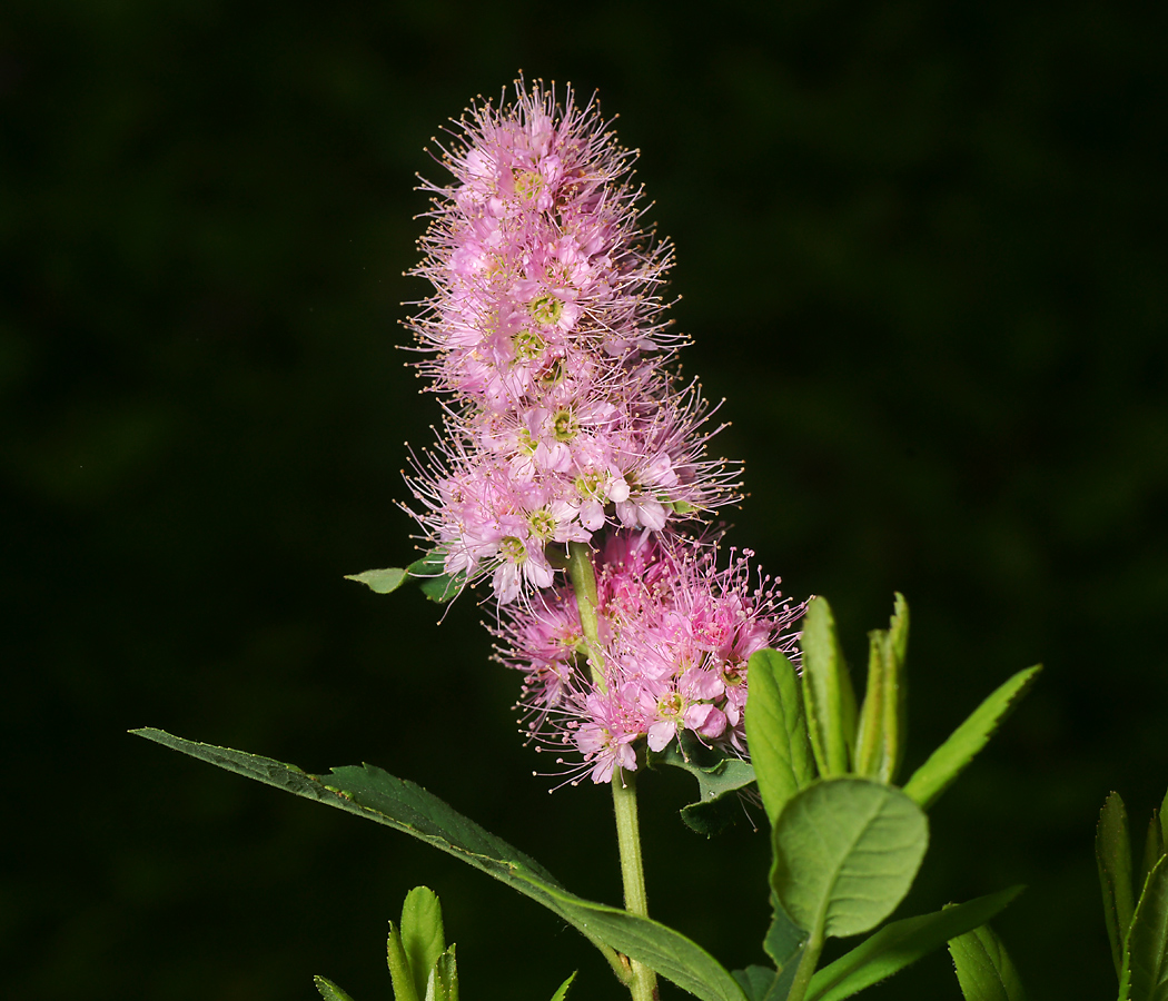 Image of Spiraea &times; billardii specimen.