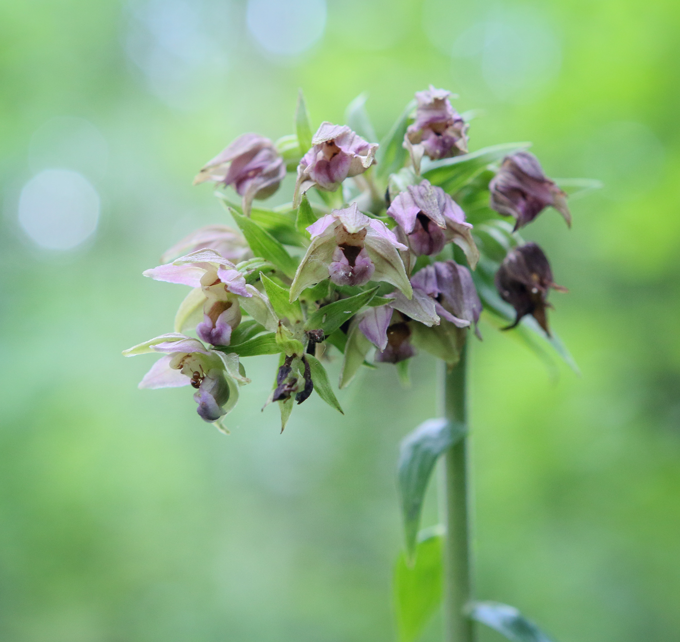 Image of Epipactis helleborine specimen.