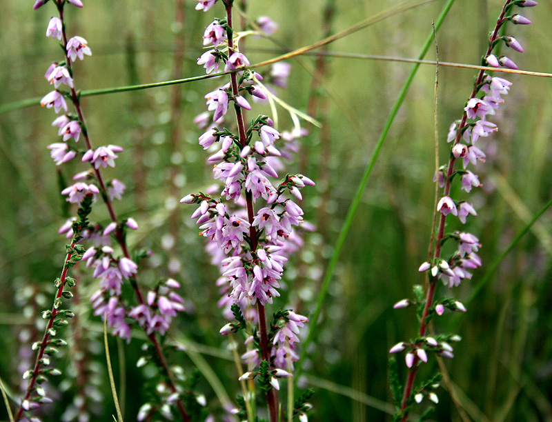 Image of Calluna vulgaris specimen.