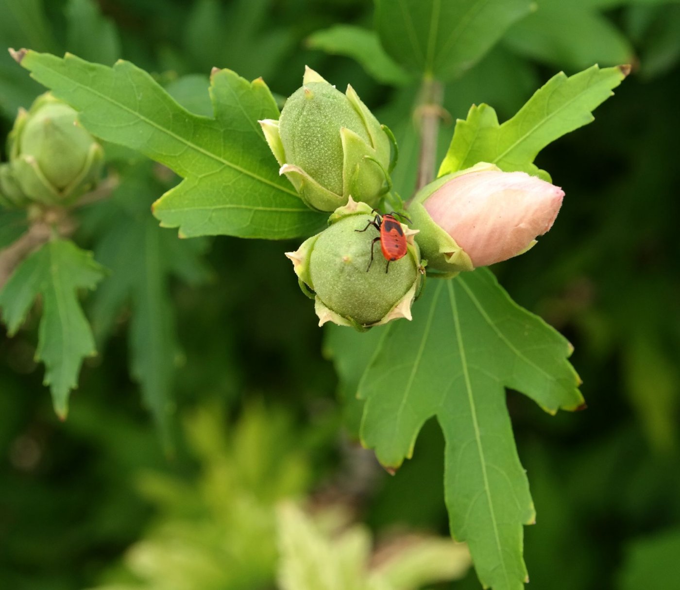 Изображение особи Hibiscus syriacus.