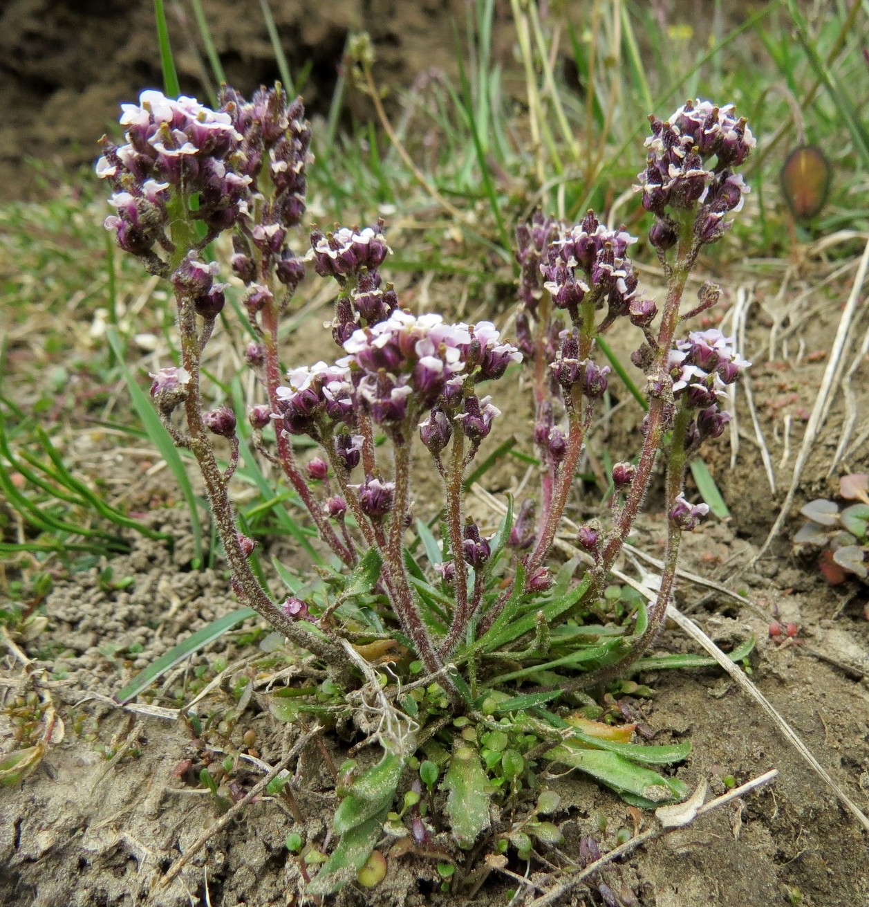 Image of Braya purpurascens specimen.