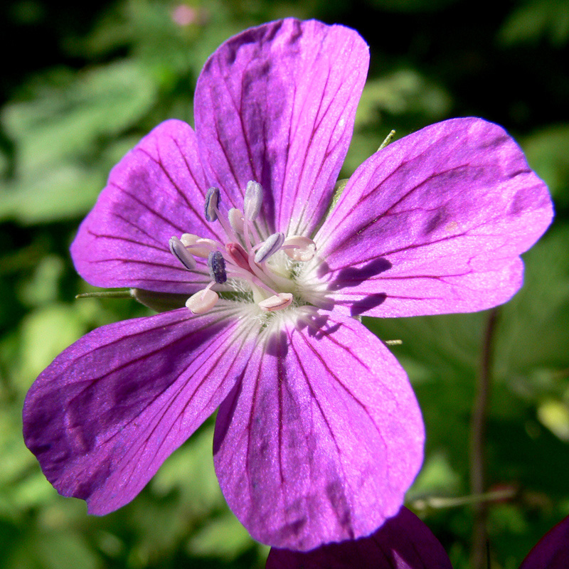 Image of Geranium palustre specimen.