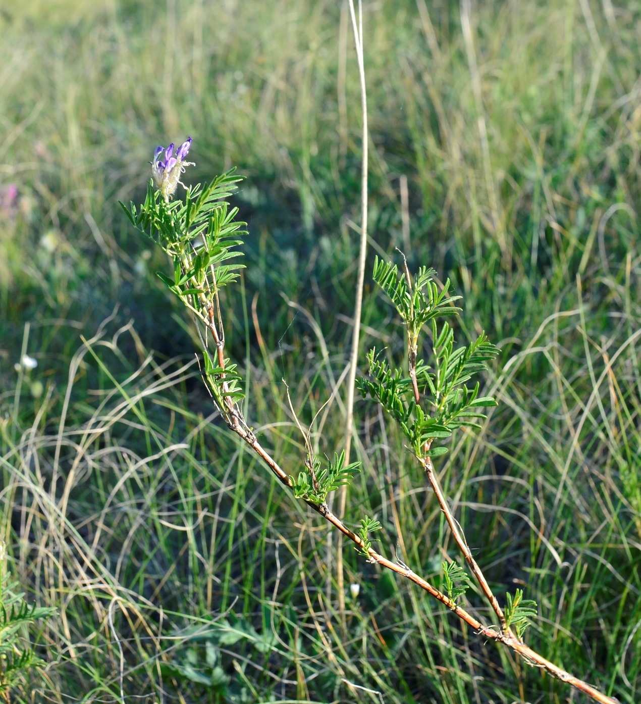 Изображение особи Astragalus oropolitanus.