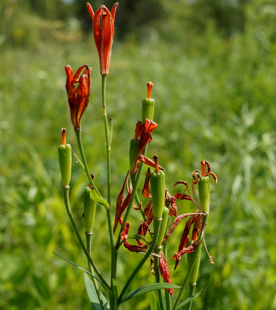 Изображение особи Lilium buschianum.