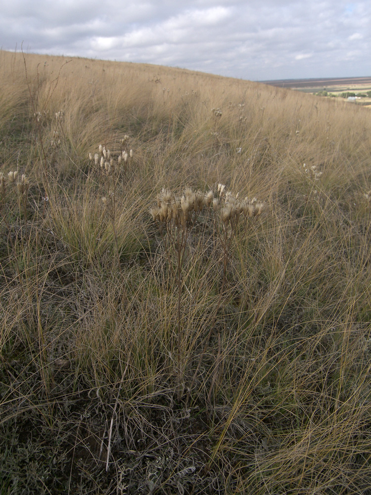 Image of Jurinea multiflora specimen.