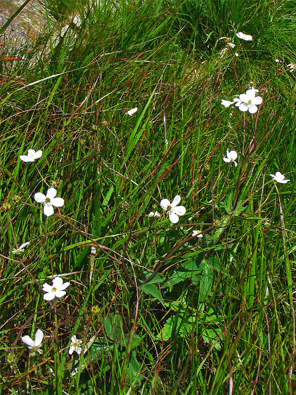 Image of Ranunculus platanifolius specimen.