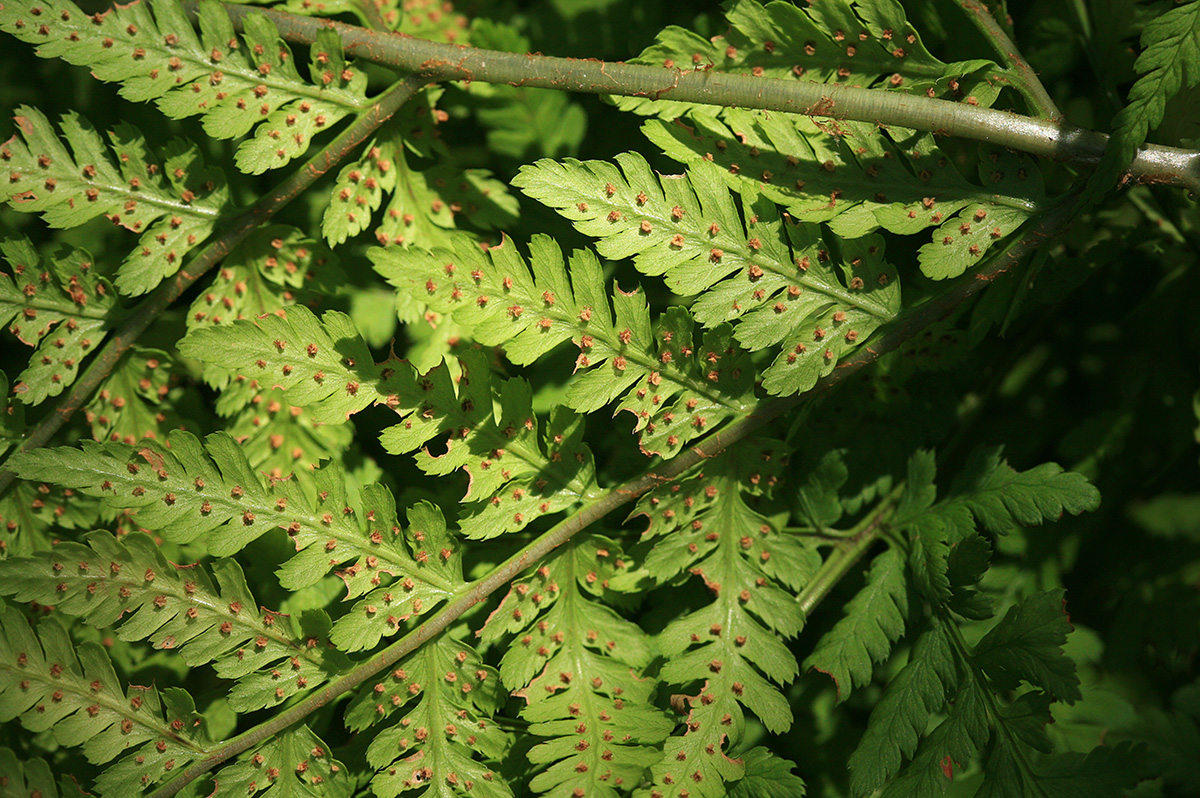 Image of Dryopteris expansa specimen.